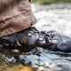 Image for article titled Hunting Alaska's Most Elusive Big Game